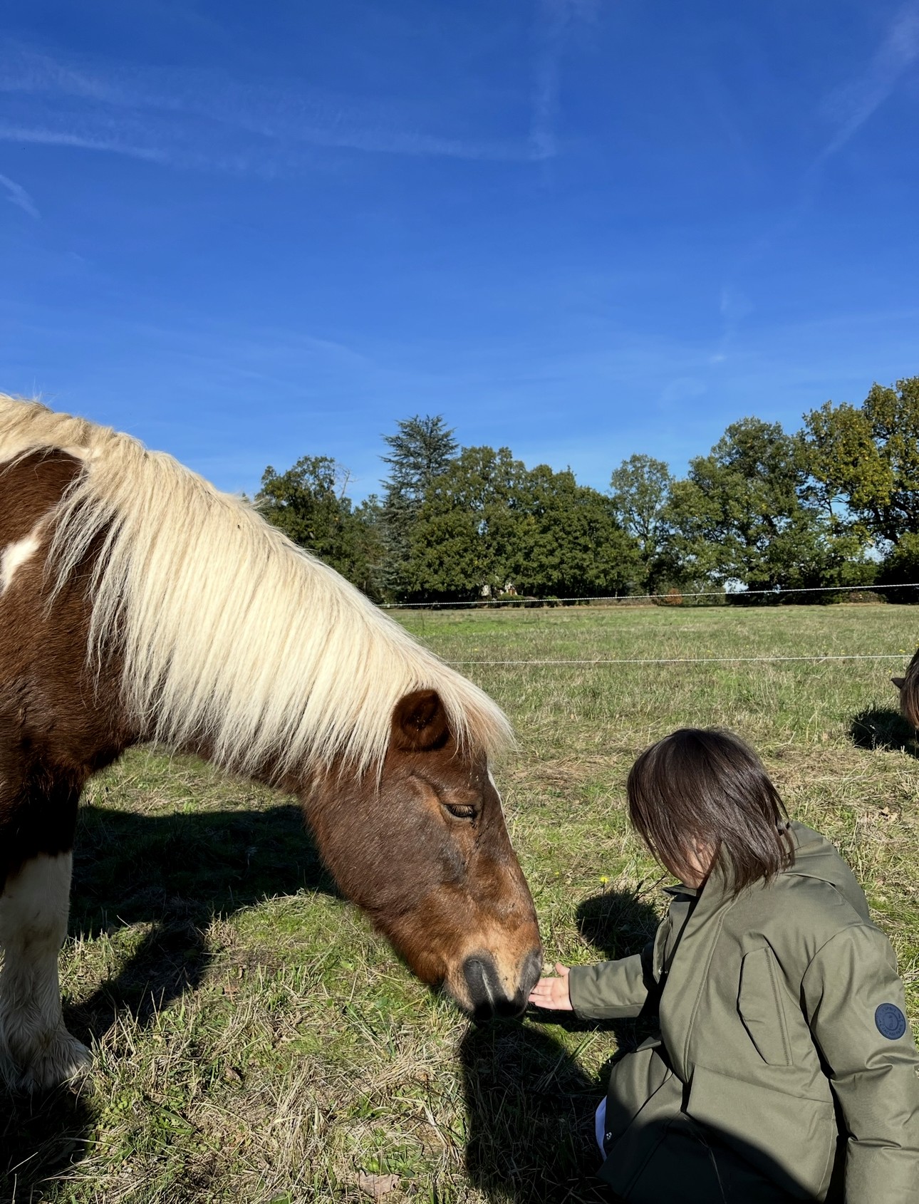 A child gently reaching out to a pony
