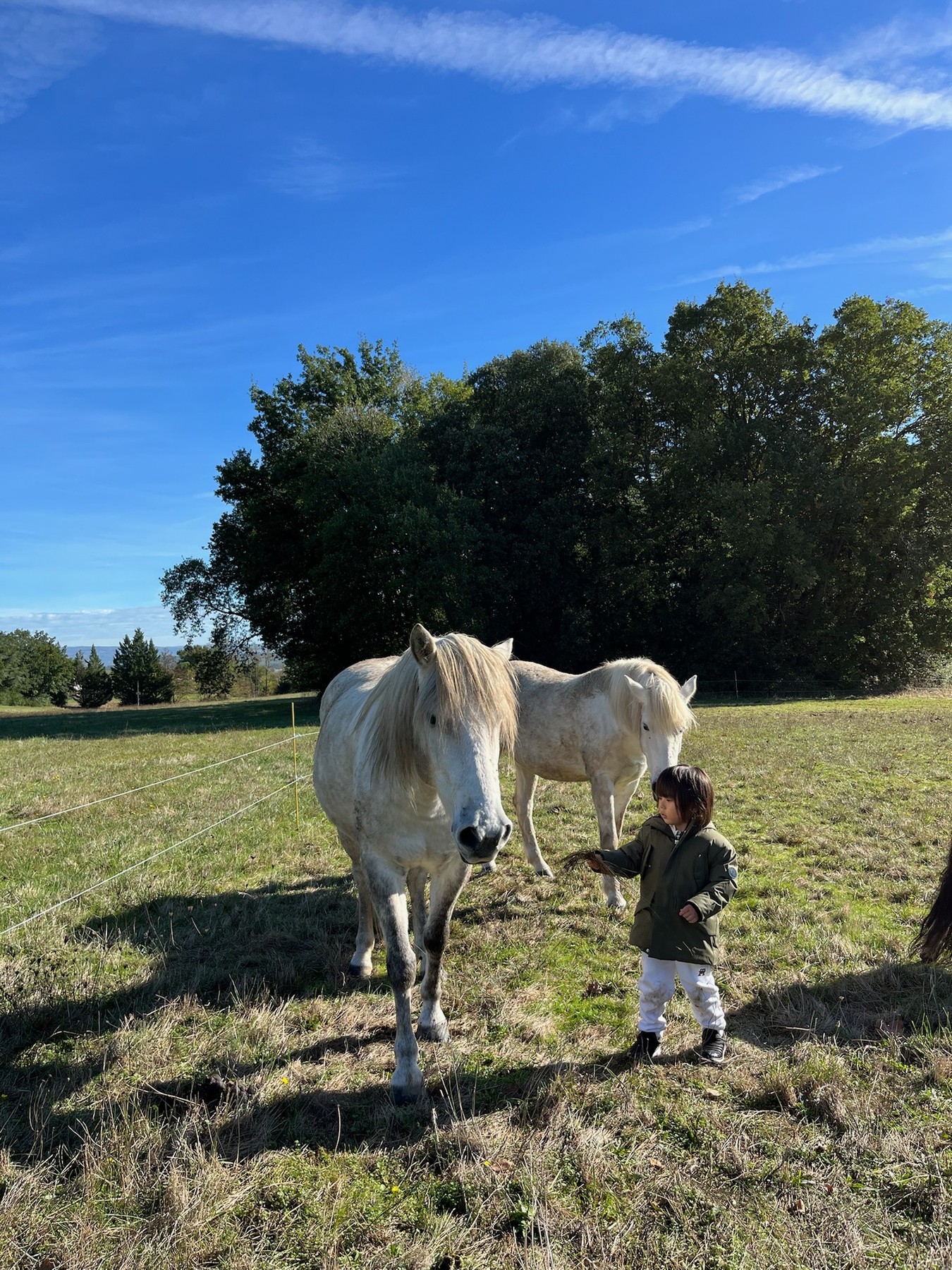 A child meeting white horses in a sunlit meadow